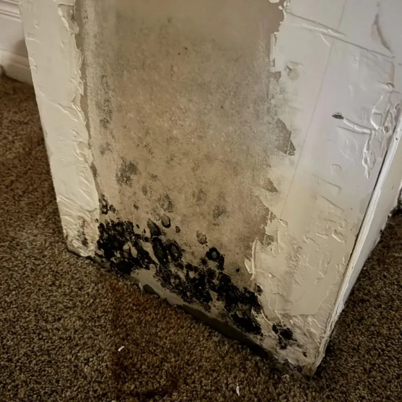 Professional Mold Removal in Hollywood Park, TX